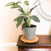 Wooden Riser, Plant Pedestal, Candle Stand, Round Tray, Cake Stand - Laser cut and engraved